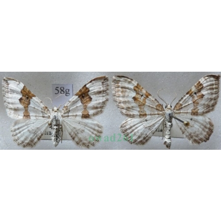 Xanthorhoe montanata (Denis & Schiffermüller, 1775) pair Paśnik nagórek Czech58g